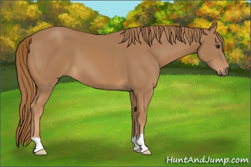 Horse Color: Chestnut 