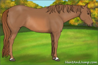 Horse Color:Chestnut Rabicano 