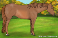 Horse Color:Chestnut Rabicano 