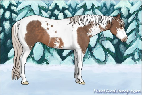 Horse Color: Silver Black Sabino Tobiano 