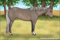 Horse Color:Silver Black Sabino 