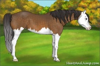 Horse Color:Buckskin Splash 