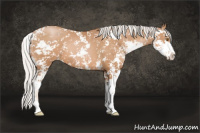 Horse Color:Silver Black Pearl Sabino 