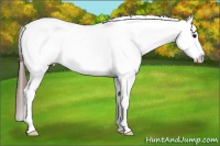 Horse Color:Brown Snowcap 