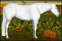 Horse Color:Silver Black Splash Appaloosa
