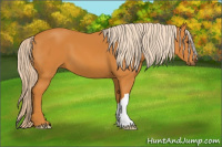 Horse Color:Chocolate Palomino 