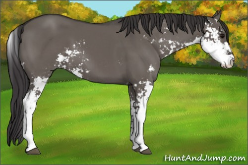 Horse Color: Smoky Grullo Sabino 