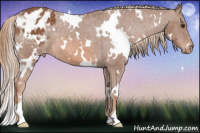 Horse Color:White Spotted Chestnut Appaloosa 