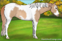 Horse Color:Red Dun Roan Splash Tobiano Frame Rabicano