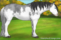 Horse Color:Blue Roan Splash 