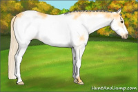 Horse Color:White Spotted Palomino Frame 