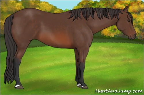 Horse Color: Bay 