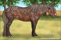 Horse Color:Liver Chestnut Ice