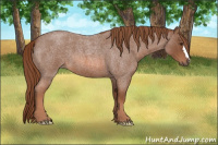 Horse Color:Liver Red Roan 