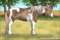 Horse Color:Gold Champagne Ice Tobiano
