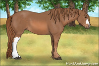 Horse Color:Liver Chestnut 