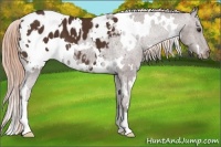 Horse Color:White Spotted Liver Chestnut Blanket 
