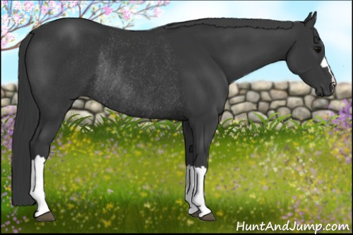 Horse Color: Brown Rabicano 