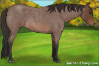 Horse Color:Bay Roan 