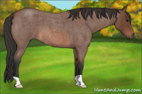 Horse Color:Bay Roan 