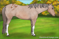 Horse Color:Bay Appaloosa