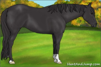 Horse Color:Smoky Black 