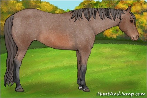 Horse Color: Bay Varnish 