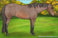 Horse Color:Bay Appaloosa