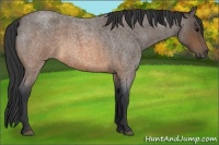Horse Color:Brown Roan 