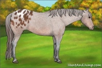 Horse Color:Bay Appaloosa 