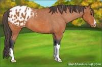 Horse Color:Bay Appaloosa 