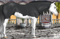 Horse Color:Brown Splash