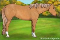 Horse Color:Chocolate Palomino 