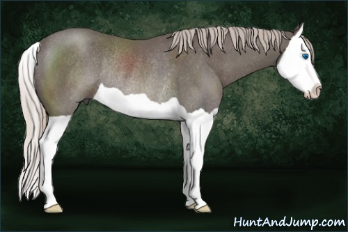 Horse Color: Silver Brown Splash Rabicano 