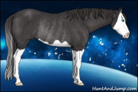Horse Color:Buckskin Splash Rabicano 