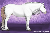 Horse Color:Liver Red Dun Appaloosa Rabicano