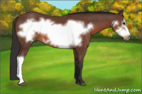 Horse Color:Bay Frame 