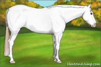 Horse Color:White Spotted Liver Chestnut Appaloosa 