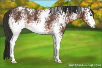 Horse Color:White Spotted Brown Ice 