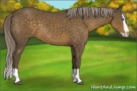 Horse Color:Chocolate Palomino Splash 