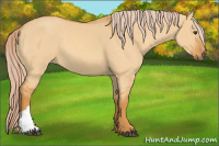 Horse Color:Chocolate Palomino Dun 