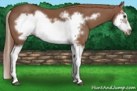 Horse Color:Chestnut Splash Frame 