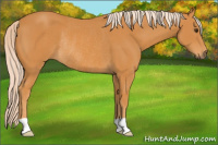 Horse Color:Chocolate Palomino Rabicano 