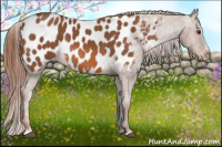 Horse Color:Liver Chestnut Sabino Appaloosa 