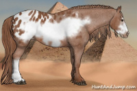 Horse Color:Liver Chestnut Frame Appaloosa 
