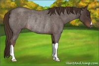 Horse Color:Liver Red Roan Rabicano 