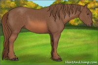 Horse Color:Liver Chestnut 