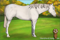 Horse Color:Perlino Dun Tobiano 