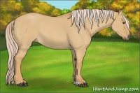 Horse Color:Palomino Roan Dun 