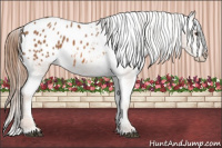 Horse Color:Chestnut Appaloosa 